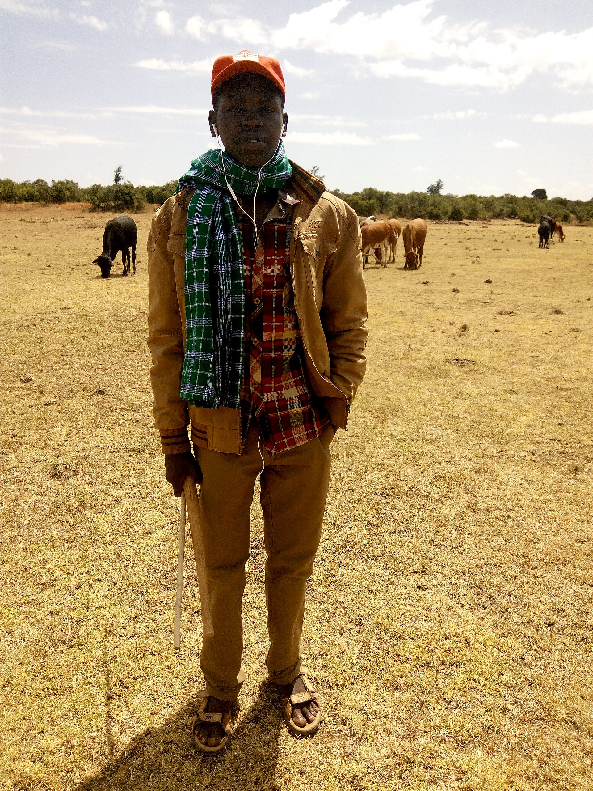 Cattle herding in Kenya