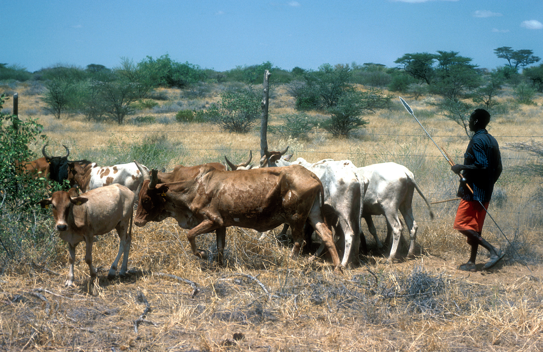 Herder with cattle