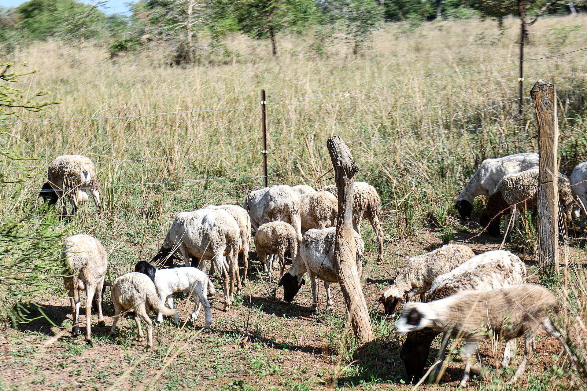 Sheep grazing